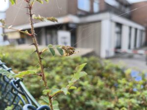 by Redmi Note 14 Pro 5G